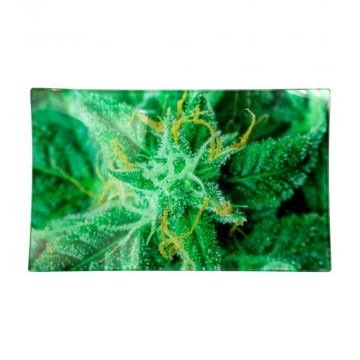 V Syndicate Large Glass Rolling Tray | Strain AK-47