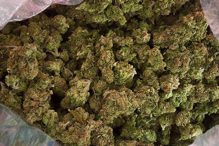 How Much Weed from a Plant Indoor