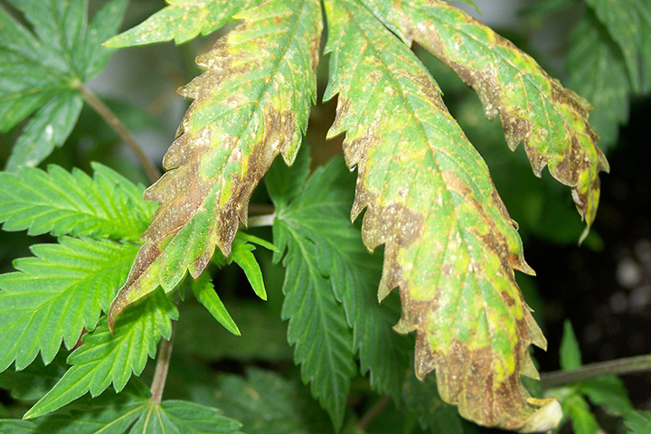 Marijuana Plants With Nutrient Burn | Grasscity® EU