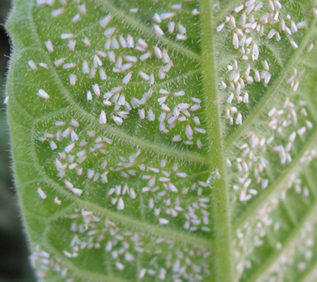 Symptoms of whiteflies