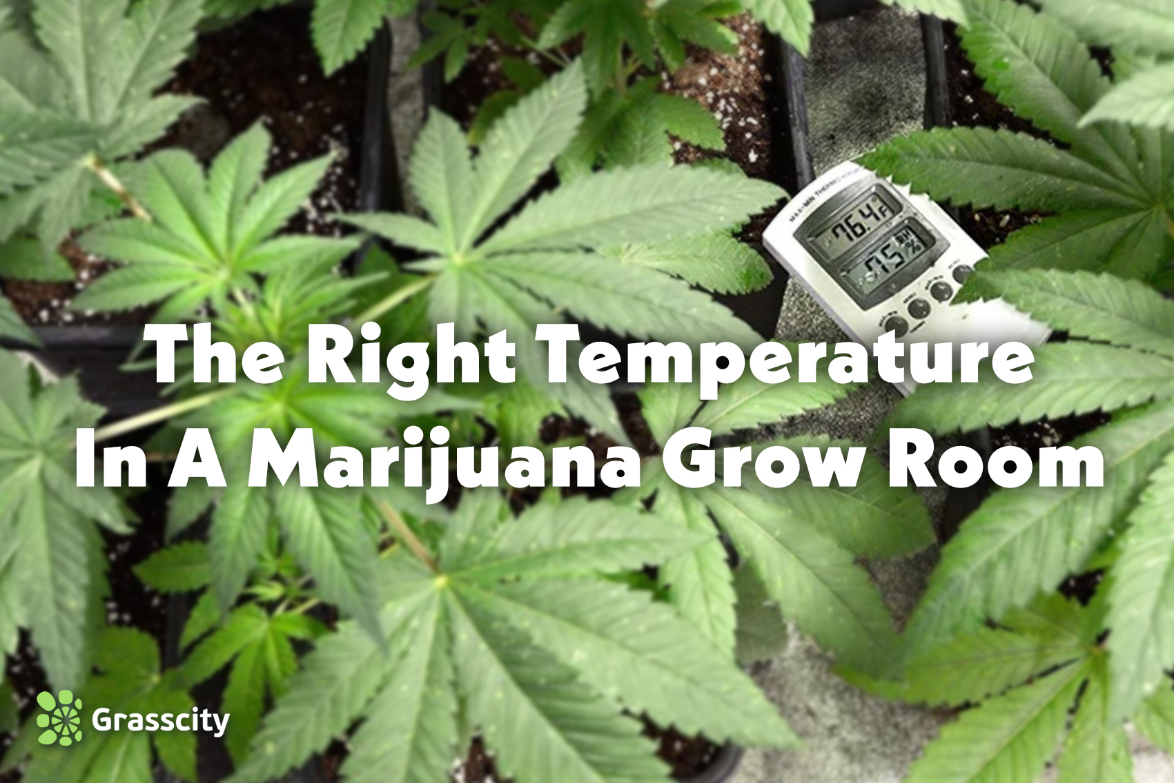 The Right Temperature In A Marijuana Grow Room