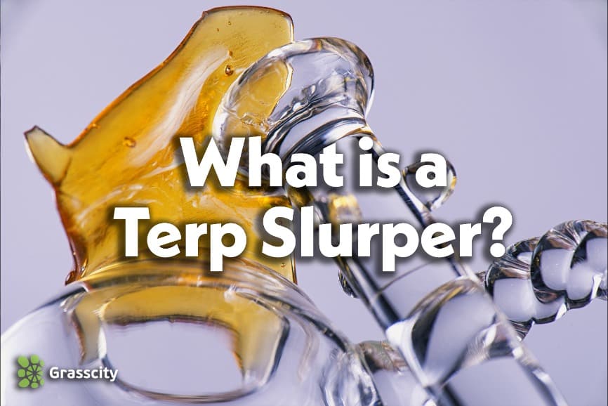 What Are Terp Pearls And How To Use Them Guide - World of Bongs